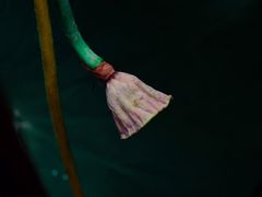 -陈家山荷花公园
