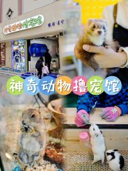 -神奇动物撸宠馆·羊驼·小浣熊·异宠(豫园店)