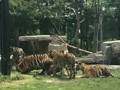 -上海野生动物园老虎餐厅