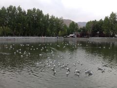 iphone_upload_pic-宗角禄康公园