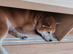 -是阿柴呀！柴犬咖啡·爱喵喵猫咖