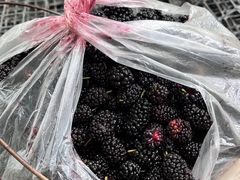 -同銮特种养殖场·龙虾垂钓