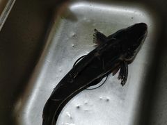 -三峡农家菜(三峡店)