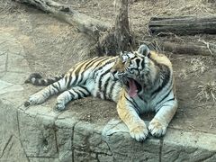 -大连森林动物园