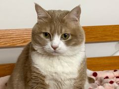 -屋虎猫馆(宝安大仟里店)