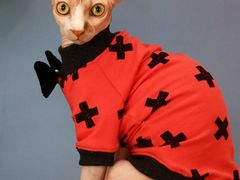 -猫咪咖啡·猫咖(万达广场店)