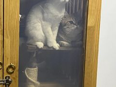 -瑞派宠物医院·24h·骨外科·皮肤科·全科宠物医疗转诊中心(沈阳浑南院)