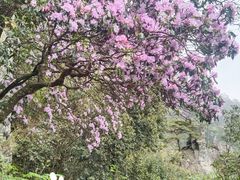 -萍乡武功山风景名胜区