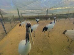 -盐城丹顶鹤湿地生态旅游区