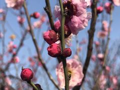 -林屋梅海青梅保护基地