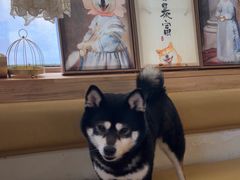-柴の食堂·日式家庭料理·熊之肆(大学路店)