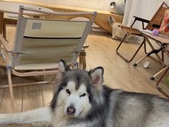 -李小姐の猫咖啡馆(五角场店)