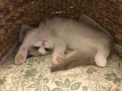-Bastet sally猫舍购宠(静安店)