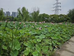 -太阳宫公园