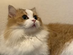 -Bastet sally猫舍购宠(静安店)