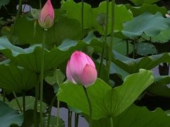 -荔湾湖公园