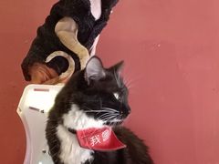 -猫色咖啡·猫咖