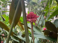 -中国科学院西双版纳热带植物园