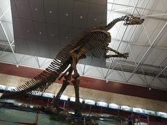 -诸城市恐龙博物馆