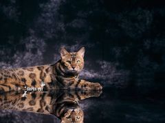 -超宠爱宠物摄影-Super pet