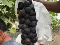 -马陆小张葡萄园农家乐