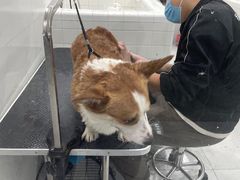 -1013 PET SHOP 宠物商店(近铁城市广场店)