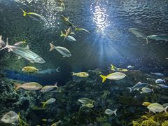 -上海海洋水族馆