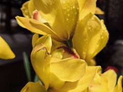 -龙抄手食府(浣花北路店)