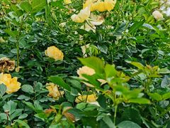 -人民公园(罗湖区)