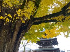 -医王山·飞騨国分寺
