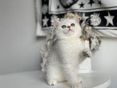 -喵zoo家庭繁育猫舍(尖东智能花园店)