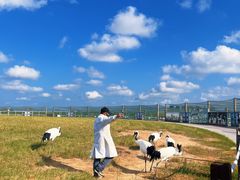 -盐城丹顶鹤湿地生态旅游区