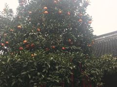 -王阿姨文昌油赞子(府桥街店)