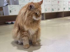 -藏猫猫咖啡主题馆(中央大道店)