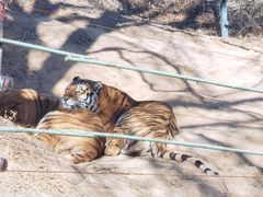 -北京野生动物园