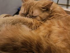 -飞行喵MR PILOT|猫舍·猫咖(静安大融城店)