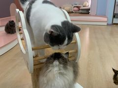 -1013 PET SHOP 宠物商店(近铁城市广场店)