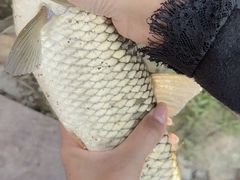 -溪悦渔庄(九龙湖店)