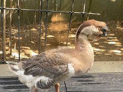 -春记潮汕牛肉火锅