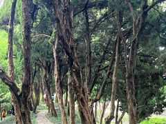 -嘉定紫藤园