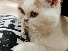 -藏猫猫咖啡主题馆(中央大道店)