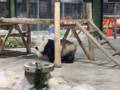 -栾川竹海野生动物园