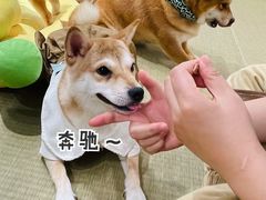 -逗柴咖啡屋·狗咖猫咖宠物桌游