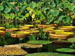 -国家植物园南园