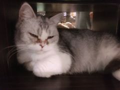 -more than meow吴止猫主题餐厅(承德 中船汇店)