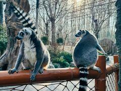 -北京野生动物园