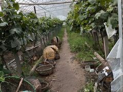 -马陆小张葡萄园农家乐