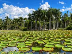 -中国科学院西双版纳热带植物园