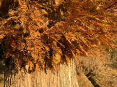 -神户市立六甲山牧场