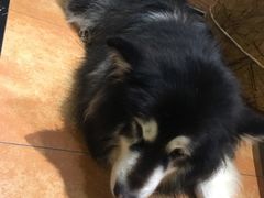 -more than meow吴止猫主题餐厅(承德 中船汇店)